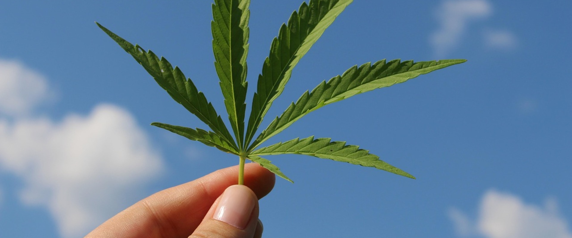 Understanding Sour Diesel: Indica or Sativa in Recovery