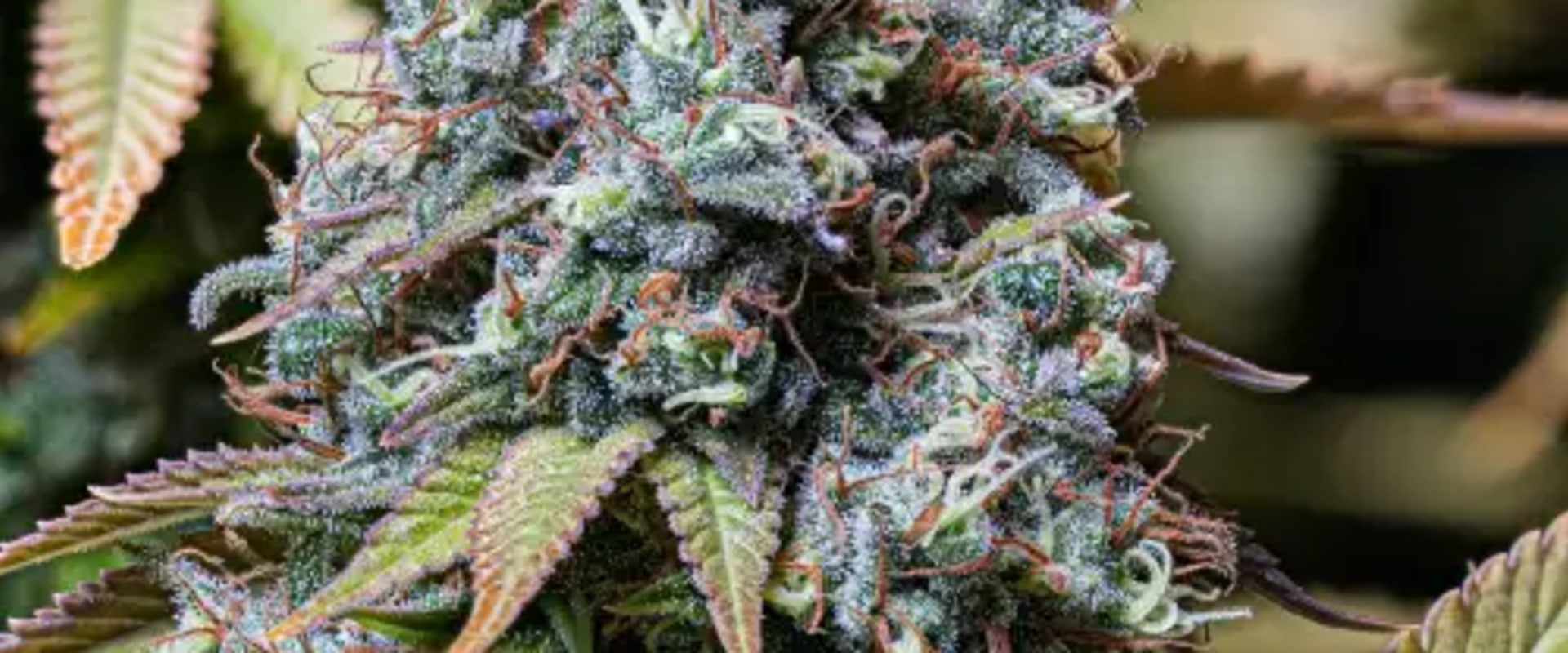 Sour Diesel: Indica or Sativa? How IOP in Delray Beach Helps Recovery