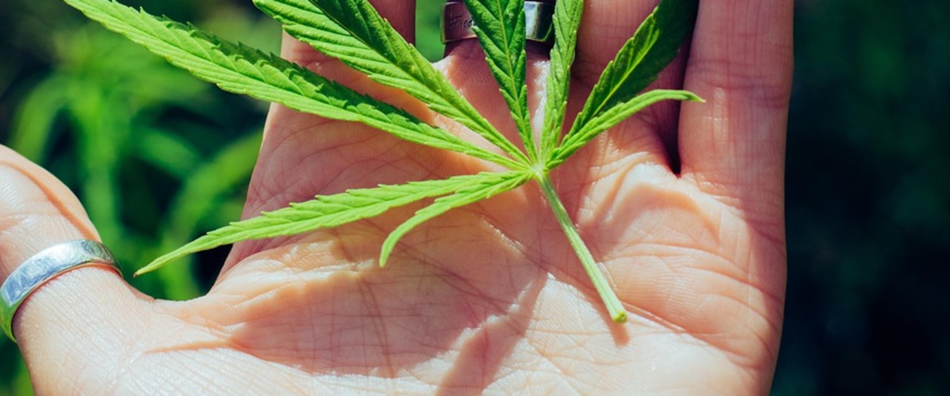 Sour Diesel: Indica or Sativa in Addiction Treatment