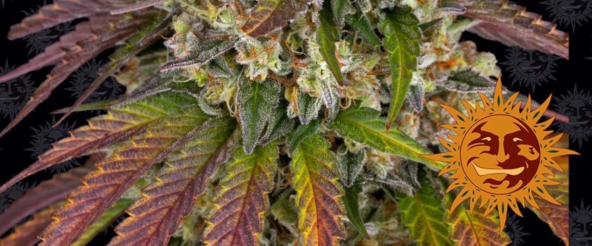 Is Sour Diesel Indica or Sativa? Discover Premium Peptides in Quepos