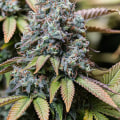 Sour Diesel: Indica or Sativa? How IOP in Delray Beach Helps Recovery