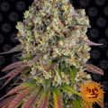Is Sour Diesel Indica or Sativa? Discover Premium Peptides in Quepos