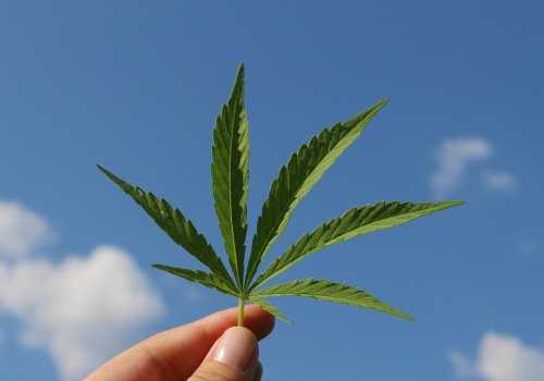 Understanding Sour Diesel: Indica or Sativa in Recovery