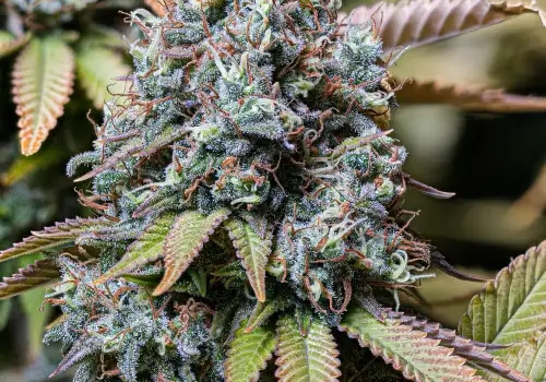 Sour Diesel: Indica or Sativa? How IOP in Delray Beach Helps Recovery