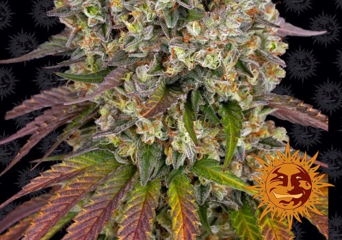 Is Sour Diesel Indica or Sativa? Discover Premium Peptides in Quepos